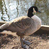 Canada Goose